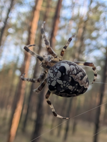 Cross Orbweaver