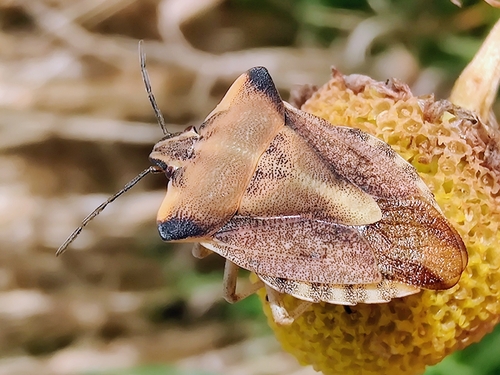 northern fruit bug