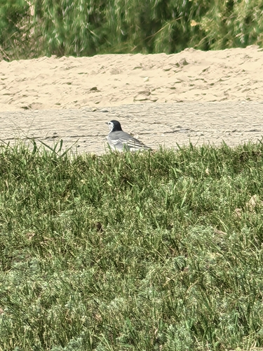 White Wagtail