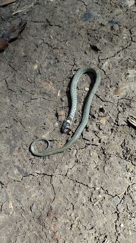 grass snake