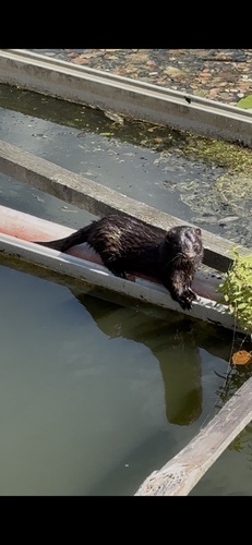American Mink