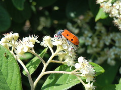 Trichodes octopunctatus