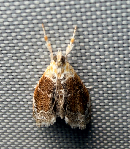 Mantled Lipocosma photo 3