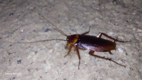 American Cockroach