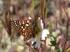 Euphydryas chalcedona corralensis