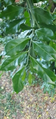 Murraya paniculata