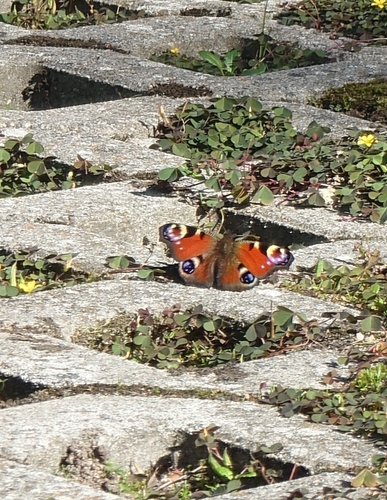 European Peacock Butterfly