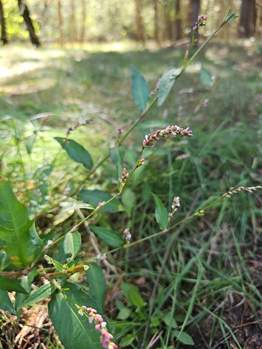 Persicaria mitis