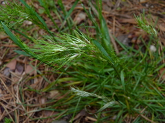 Hordeum pusillum