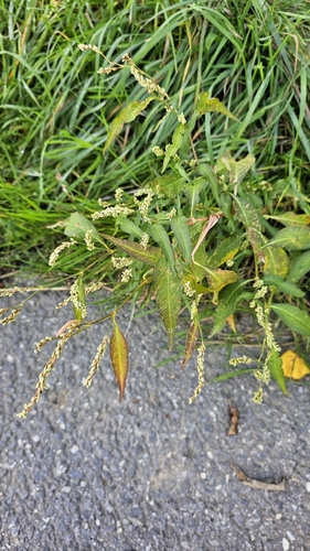 pale smartweed