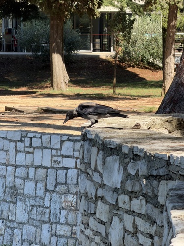 Hooded Crow