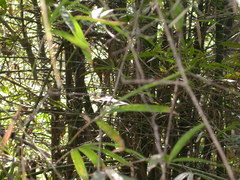 Batrachostomus moniliger