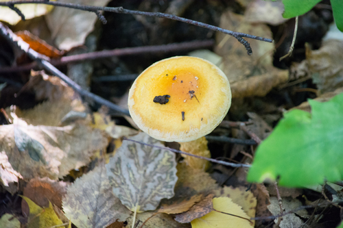 birch webcap