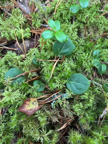 Pyrola chlorantha, photograph 1
