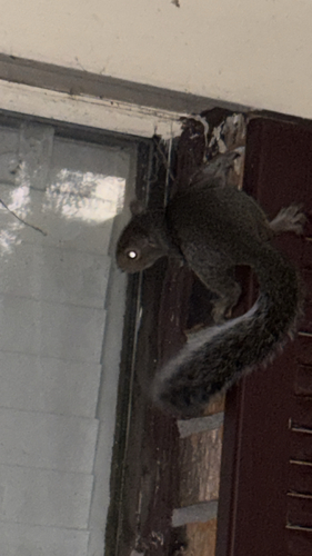 Eastern Gray Squirrel