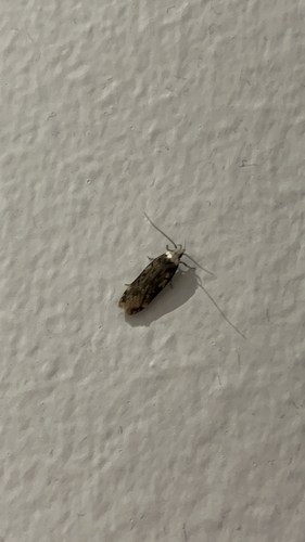 White-shouldered House Moth