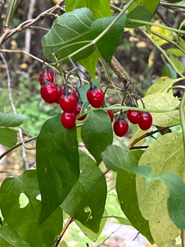bittersweet nightshade