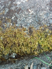 Scleropodium cespitans