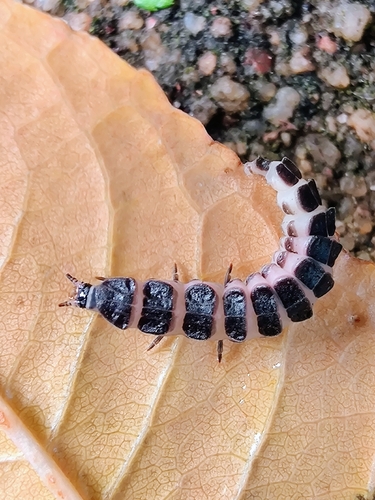 Lesser Black Glow-worm