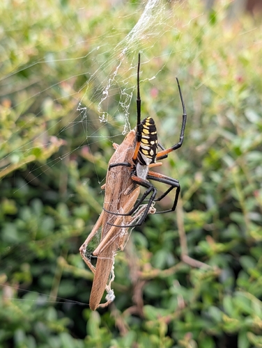 Yellow Garden Spider