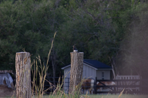 Red-headed Woodpecker