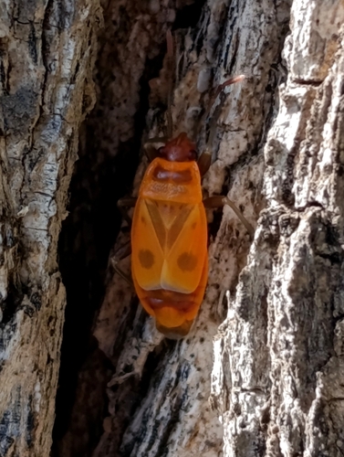 European Firebug