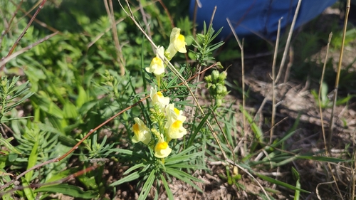 common toadflax