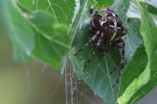 Cross Orbweaver