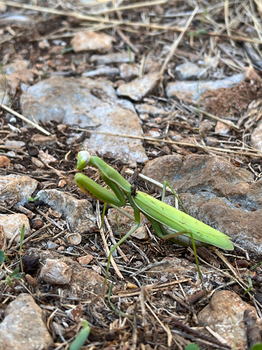European Mantis