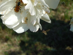 Trichodes octopunctatus