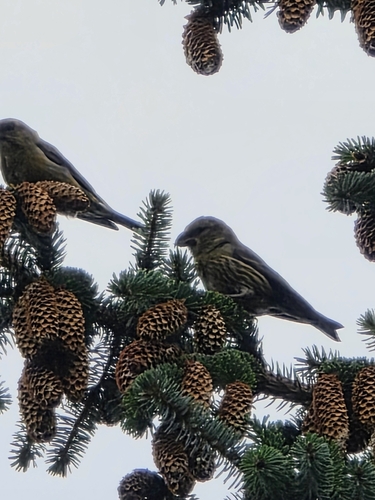 Red Crossbill