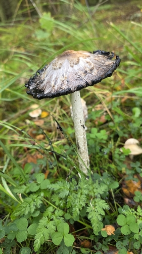 Shaggy Mane