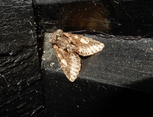 Green-brindled Crescent