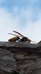Polistes tepidus