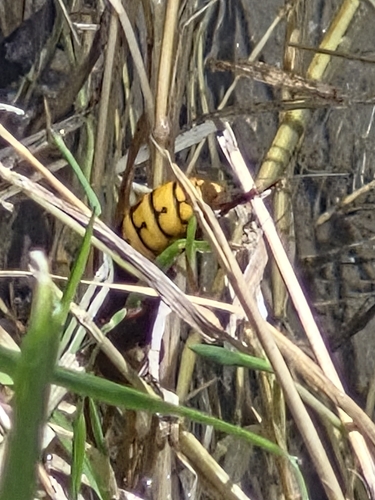 European Hornet