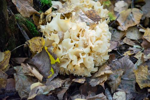 Cauliflower Fungus
