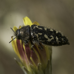 Acmaeodera retifera