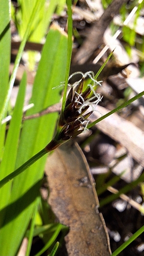 Schoenus apogon