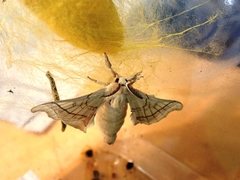 Bombyx