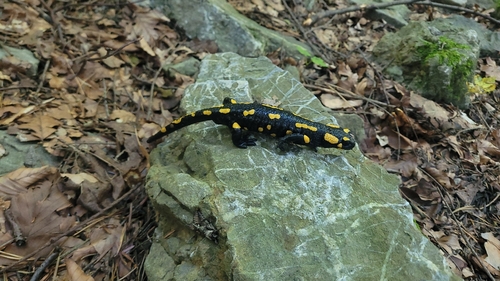 Fire Salamander