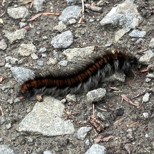 Fox Moth