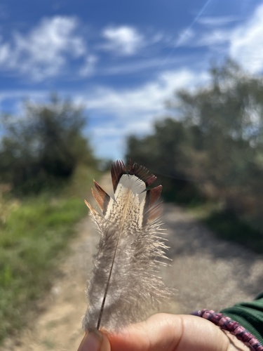 Plume de Faisan de Colchide
