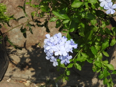 Plumbago auriculata