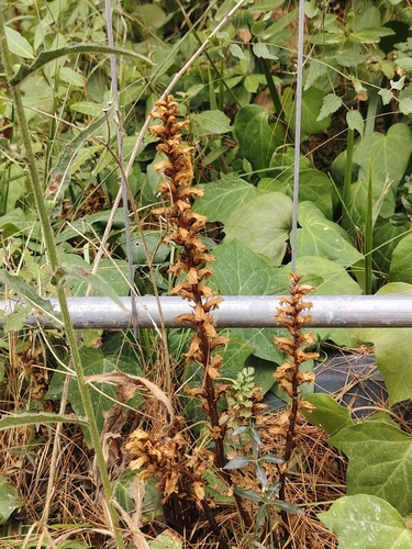 ivy broomrape