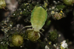Aphis pomi
