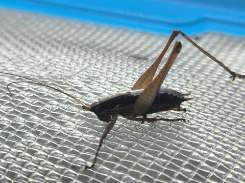 Raymond's Bush-cricket