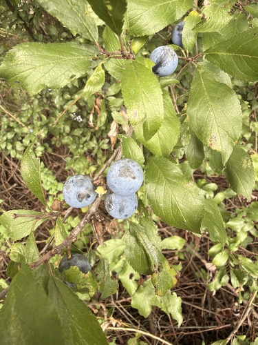 Blackthorn