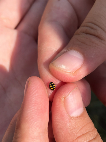 Coccinula quatuordecimpustulata