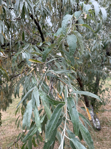 Russian olive
