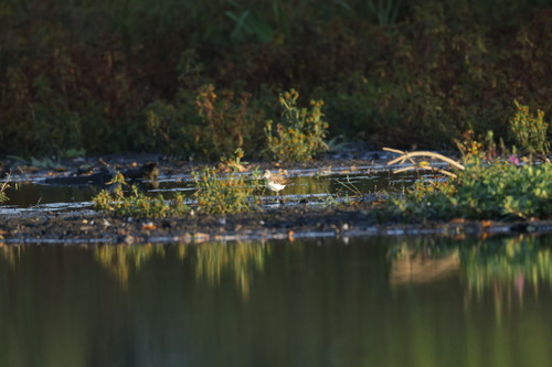 Green Sandpiper